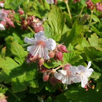 Geranium macrorrhizum 'Snow Sprite'